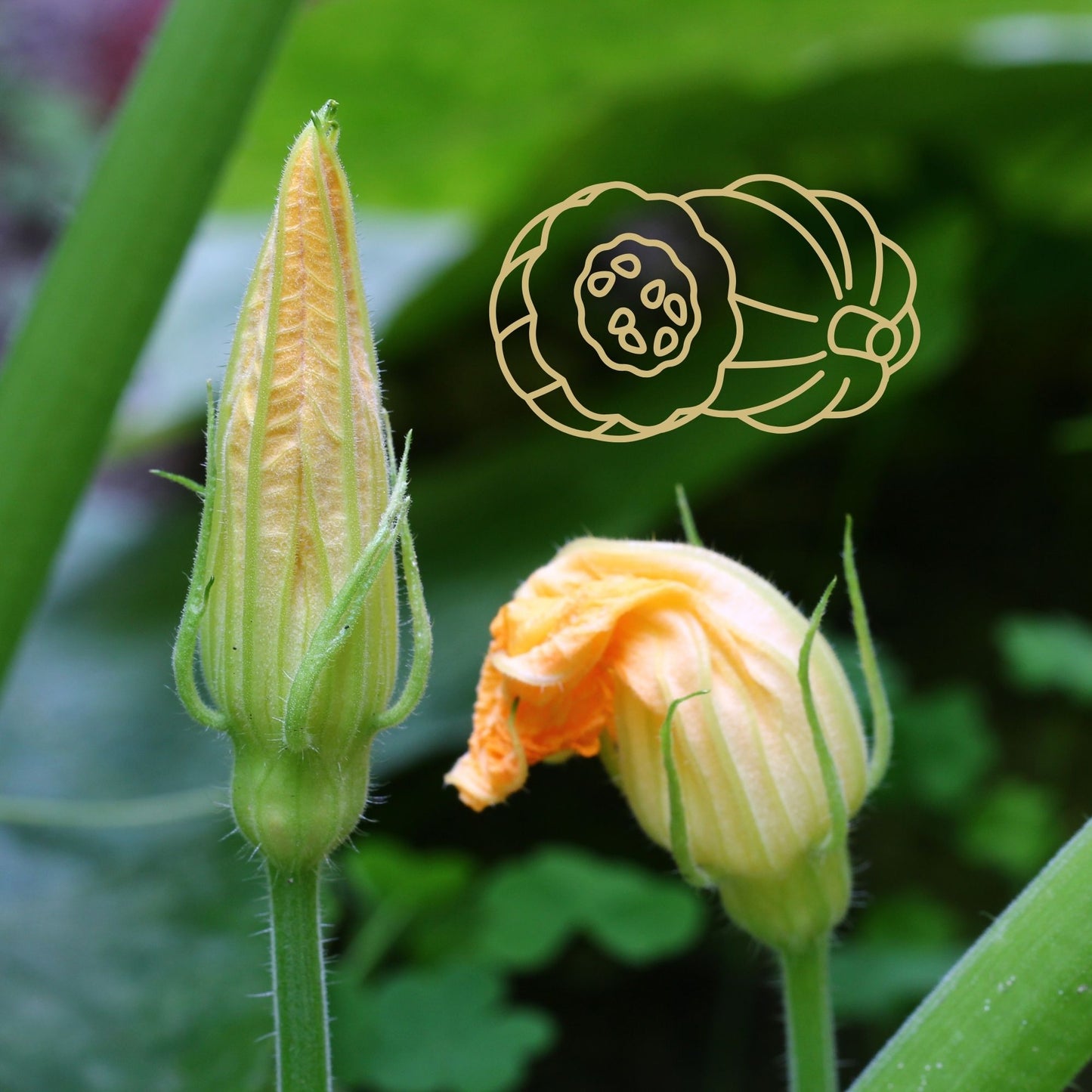 Acorn Squash Seeds (10 Total) - Seeds - Kristine Celestine