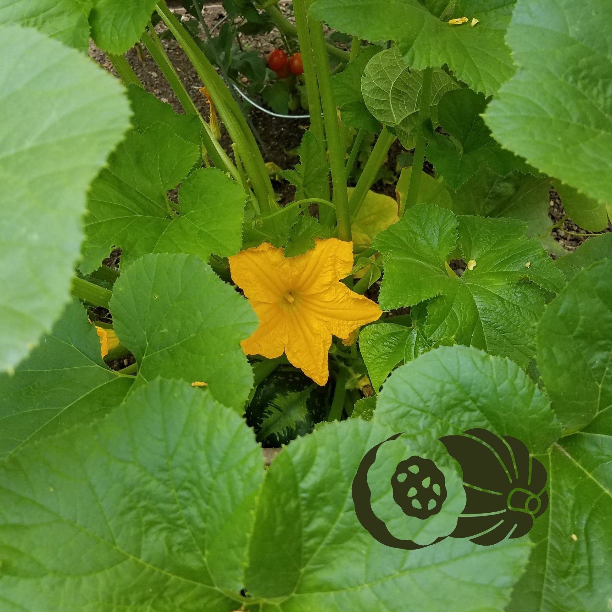 Acorn Squash Seeds (10 Total) - Seeds - Kristine Celestine