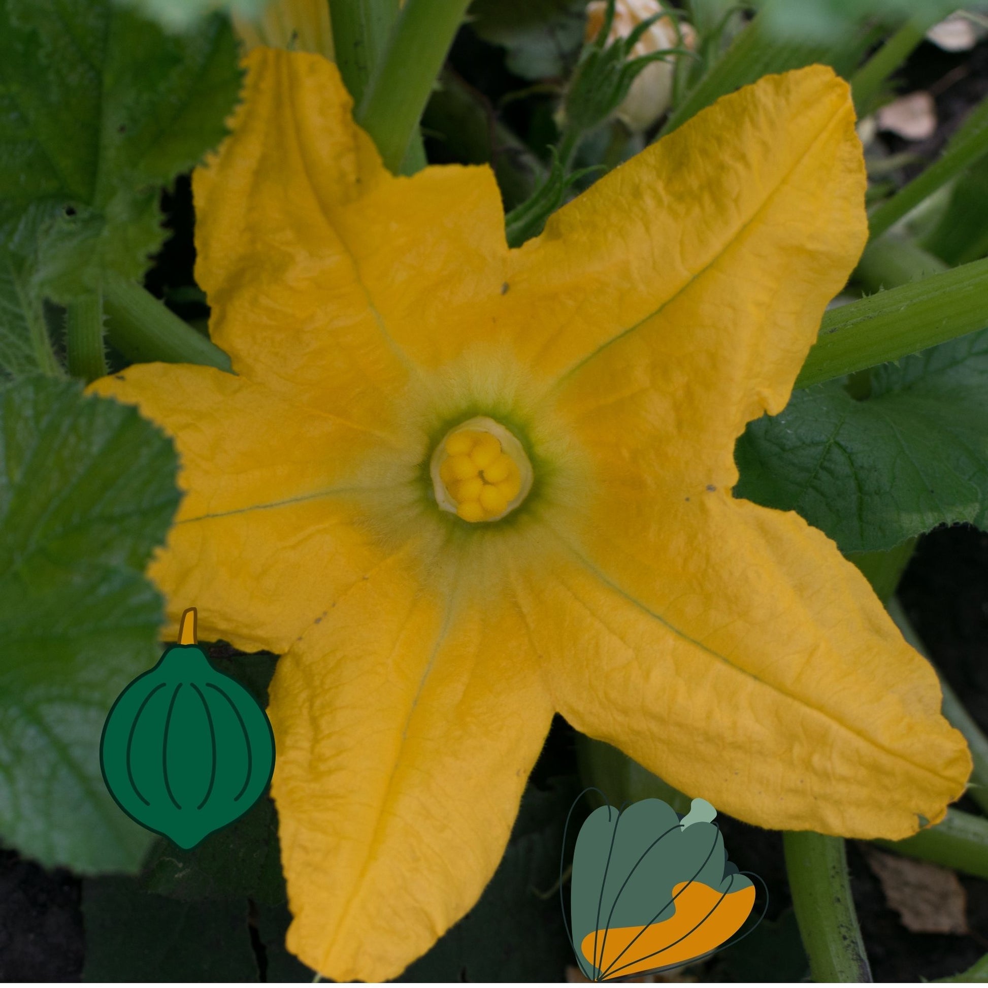 Acorn Squash Seeds (10 Total) - Seeds - Kristine Celestine