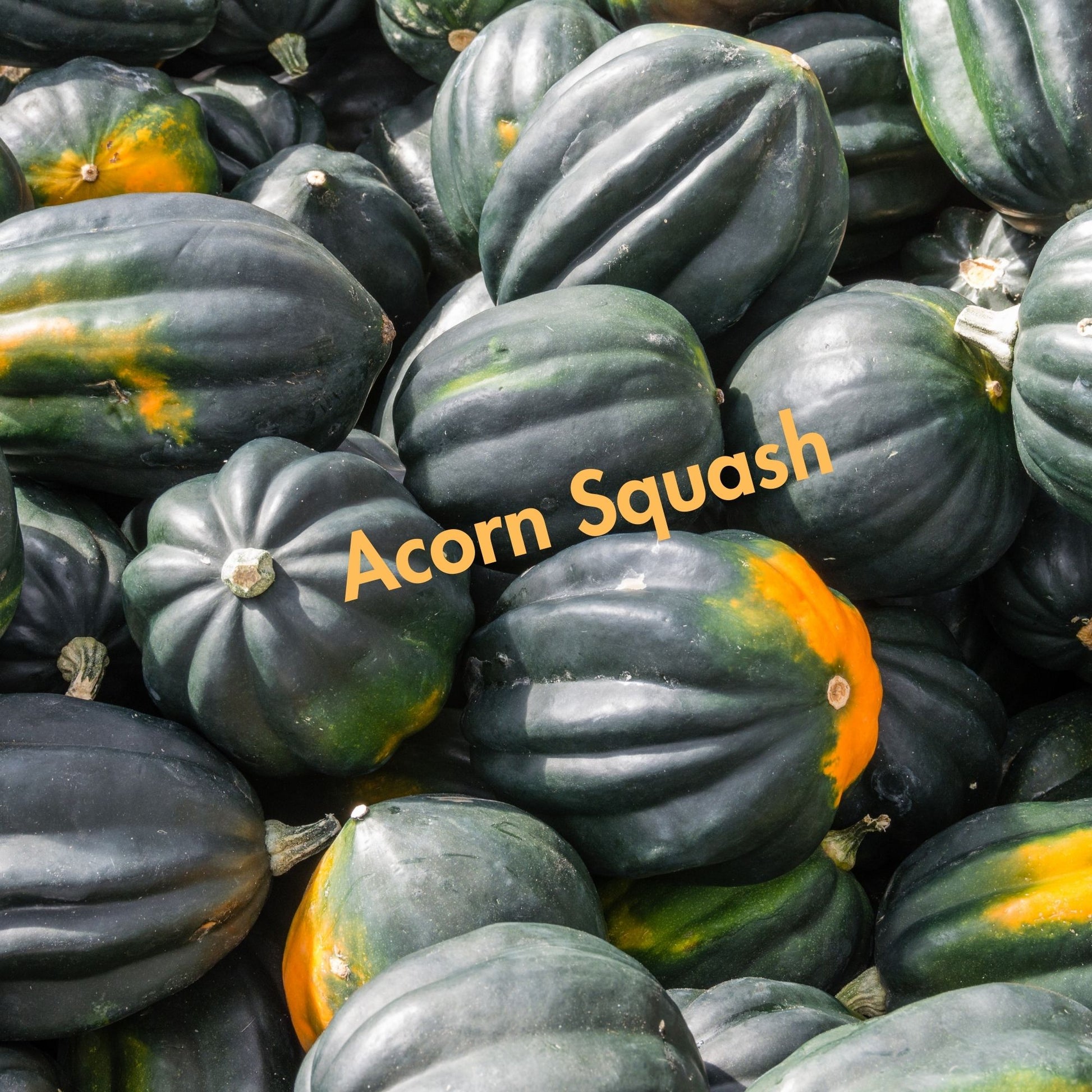 Acorn Squash Seeds (10 Total) - Seeds - Kristine Celestine