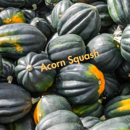 Acorn Squash Seeds (10 Total) - Seeds - Kristine Celestine