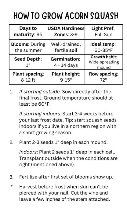 Acorn Squash Seeds (10 Total) - Seeds - Kristine Celestine