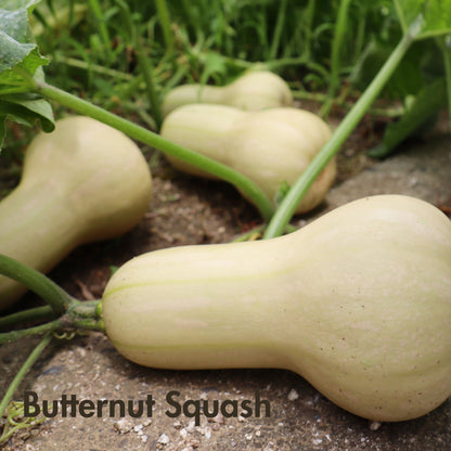 Butternut Squash Seeds (10 Total) - Seeds - Kristine Celestine