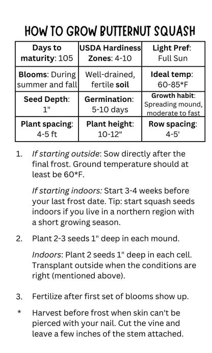 Butternut Squash Seeds (10 Total) - Seeds - Kristine Celestine