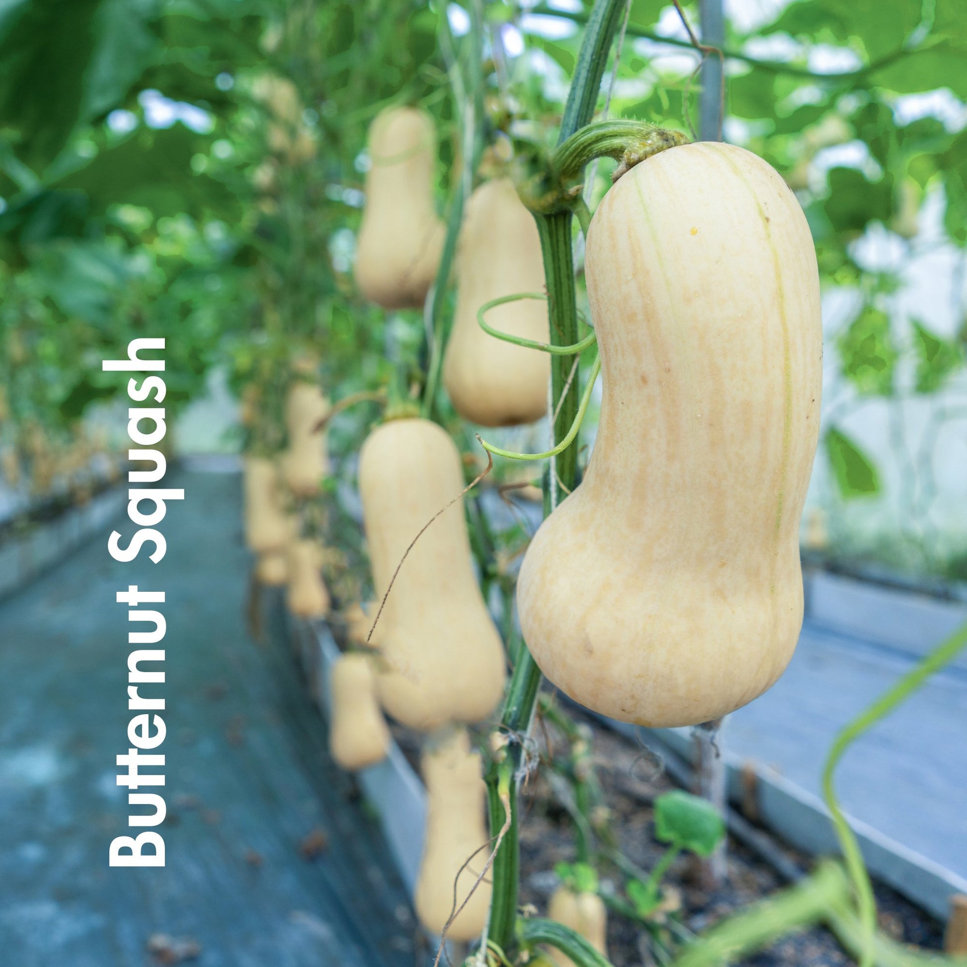 Butternut Squash Seeds (10 Total) - Seeds - Kristine Celestine