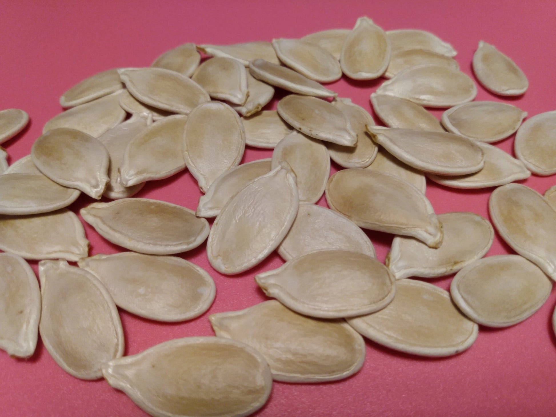 Cinderella Pumpkin Seeds (10 Total) Rouge Vif D’Etampes - Seeds - Kristine Celestine