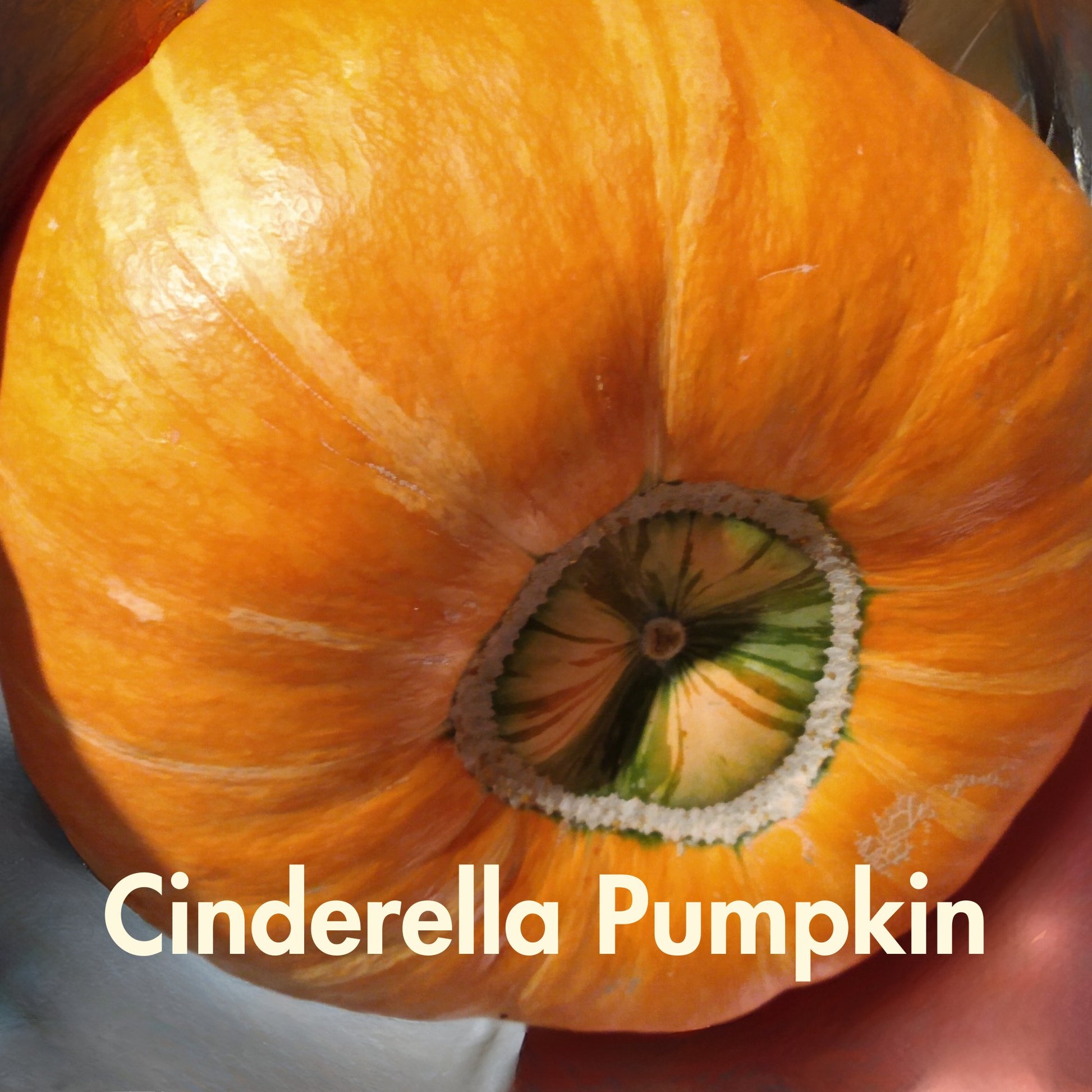 Cinderella Pumpkin Seeds (10 Total) Rouge Vif D’Etampes - Seeds - Kristine Celestine