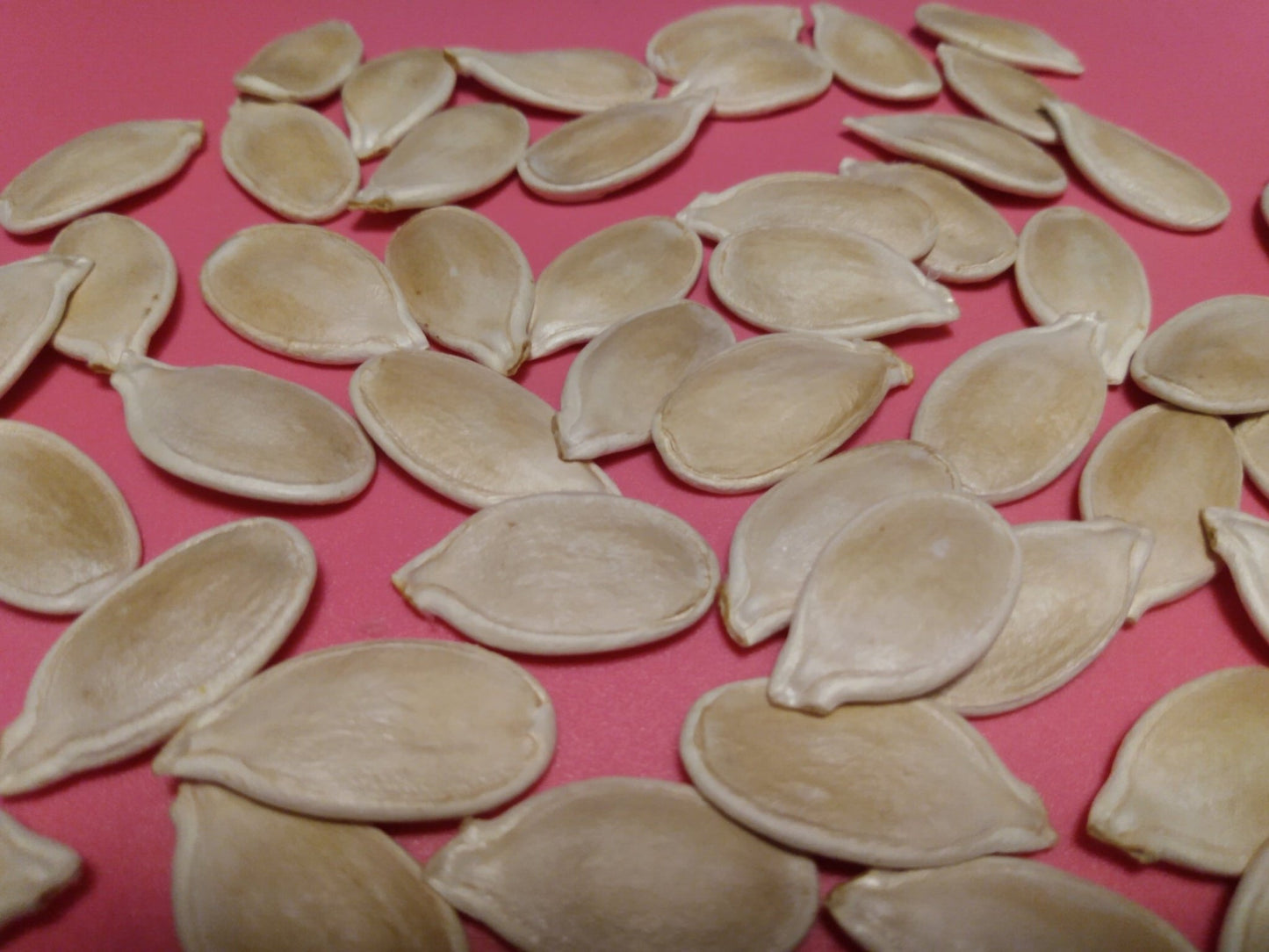 Cinderella Pumpkin Seeds (10 Total) Rouge Vif D’Etampes - Seeds - Kristine Celestine