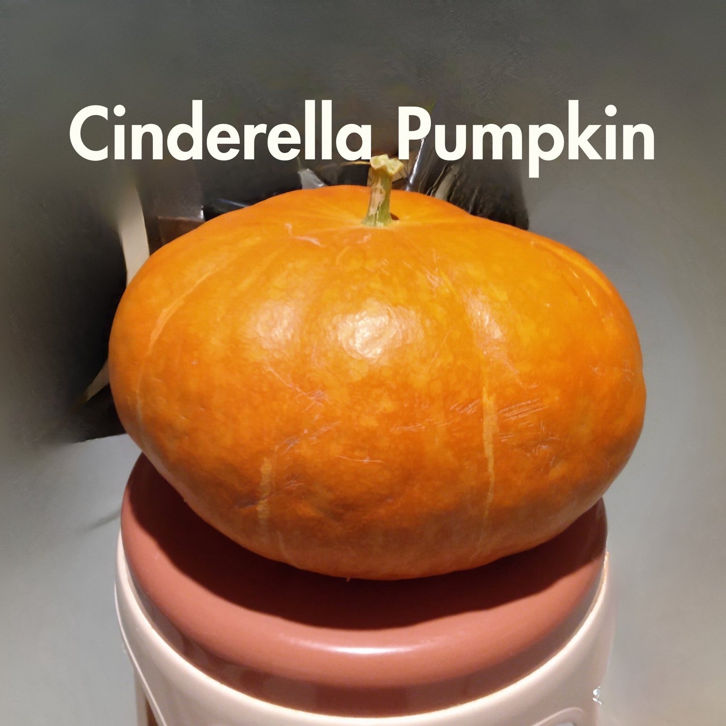 Cinderella Pumpkin Seeds (10 Total) Rouge Vif D’Etampes - Seeds - Kristine Celestine