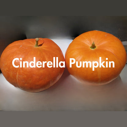 Cinderella Pumpkin Seeds (10 Total) Rouge Vif D’Etampes - Seeds - Kristine Celestine