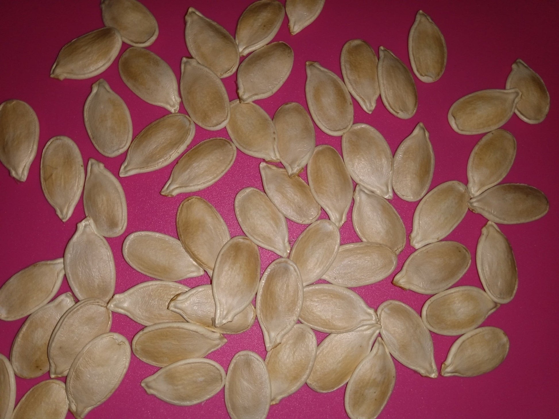 Cinderella Pumpkin Seeds (10 Total) Rouge Vif D’Etampes - Seeds - Kristine Celestine