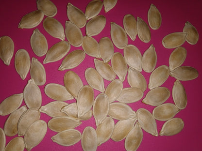 Cinderella Pumpkin Seeds (10 Total) Rouge Vif D’Etampes - Seeds - Kristine Celestine