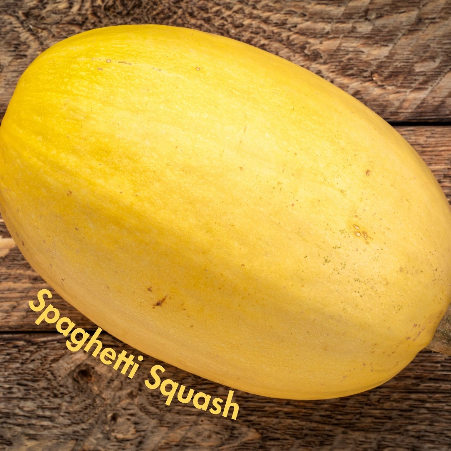 Spaghetti Squash Seeds (10 Total) - Seeds - Kristine Celestine