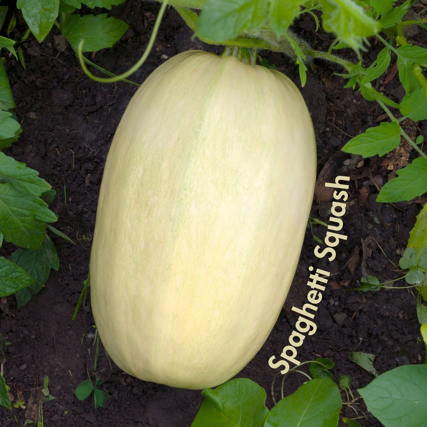 Spaghetti Squash Seeds (10 Total) - Seeds - Kristine Celestine