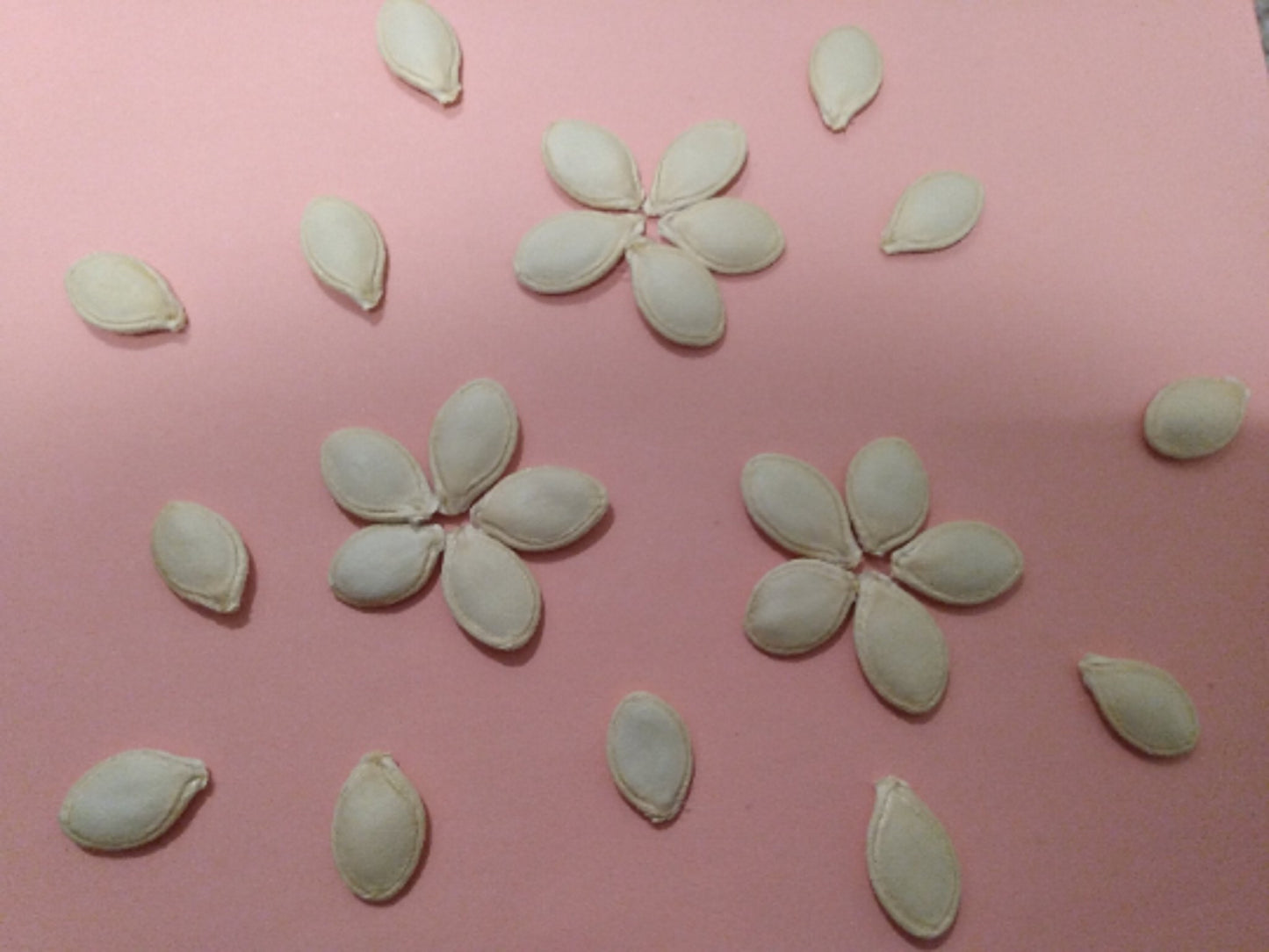 Spaghetti Squash Seeds (10 Total) - Seeds - Kristine Celestine