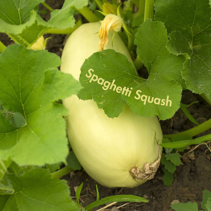 Spaghetti Squash Seeds (10 Total) - Seeds - Kristine Celestine