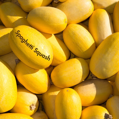 Spaghetti Squash Seeds (10 Total) - Seeds - Kristine Celestine